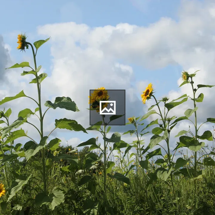 Sunflowers Under Cloudy Sky