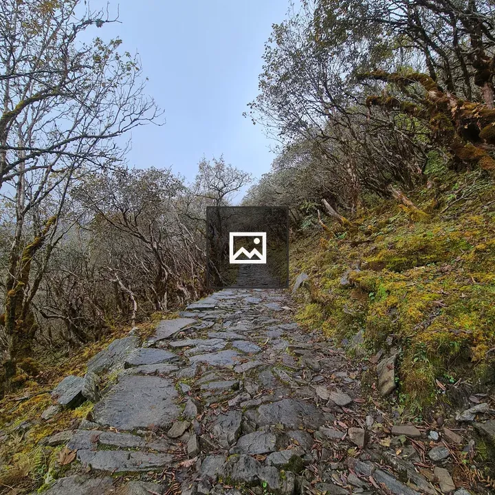 Rock Pathway in Forest