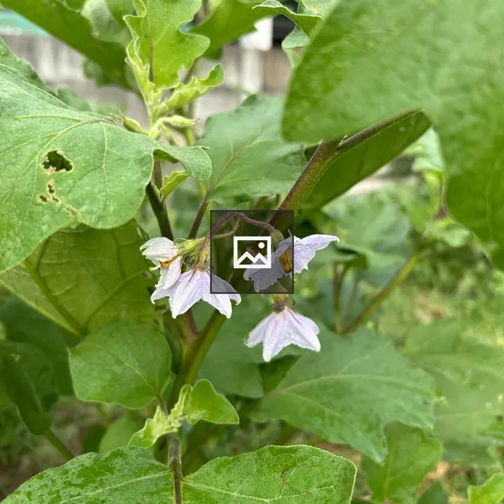 Close-up Brinjal Plant