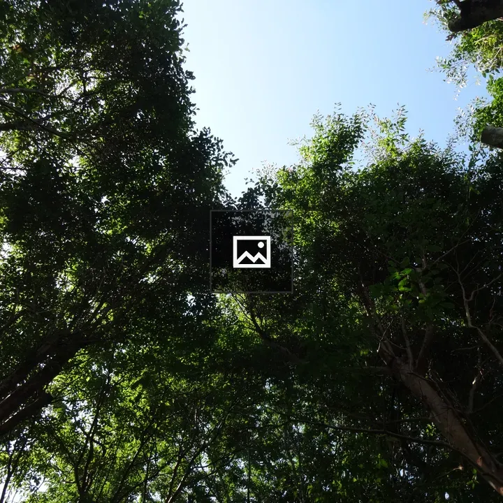 Canopy of Green Leaves