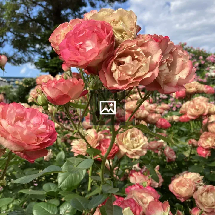 Pink and Peach Roses Close-up