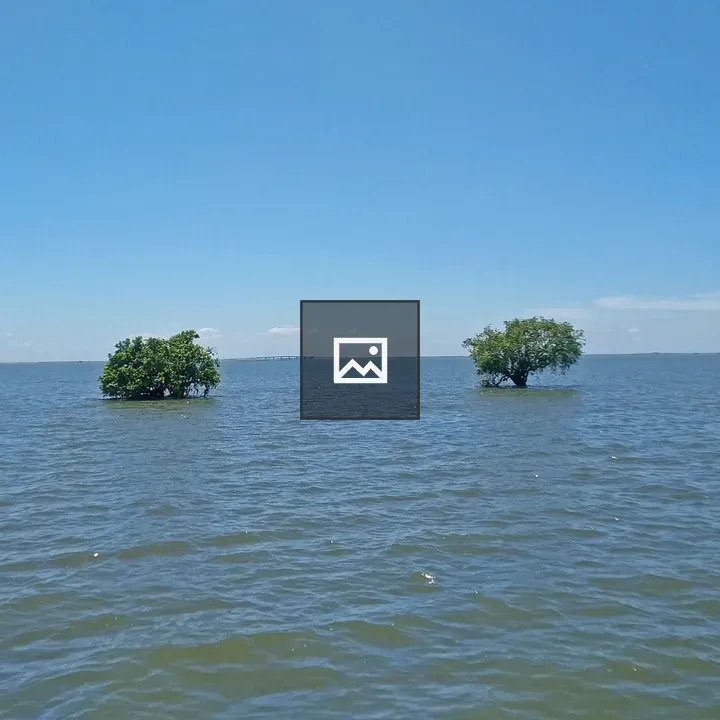 Calm Water with Submerged Trees