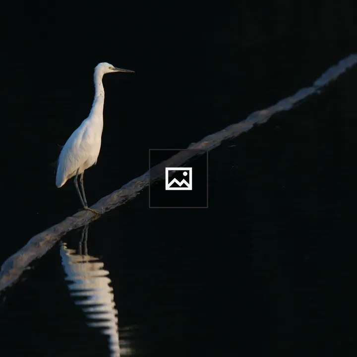 White egret on a pipe at sunset