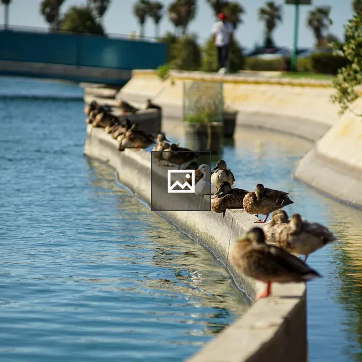 Ducks on Canal Edge