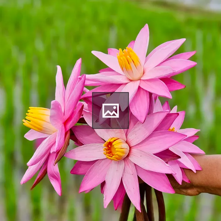 Bright pink water lilies
