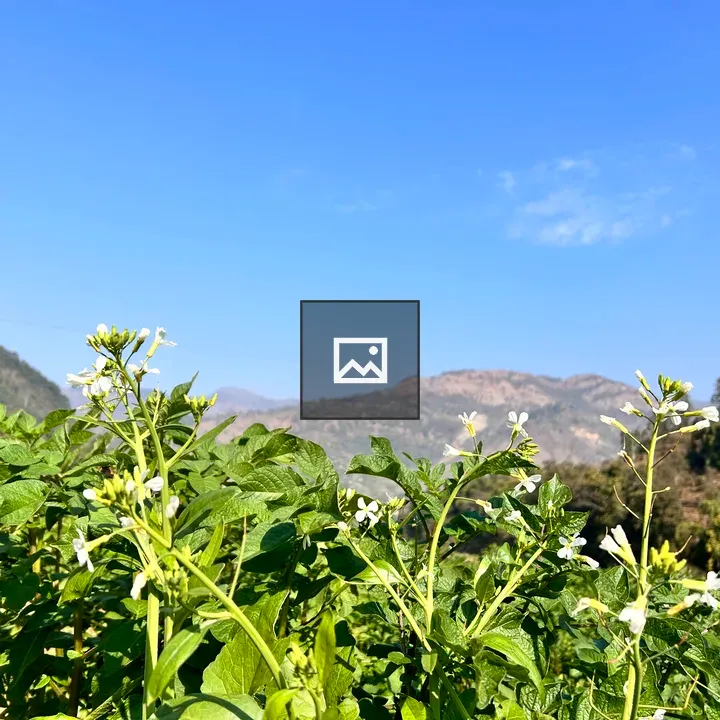 Potato Plant Flower in Field