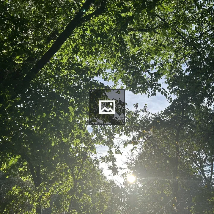 Tree canopy sunlight view
