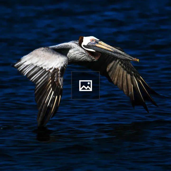 Pelican Flying Over Water