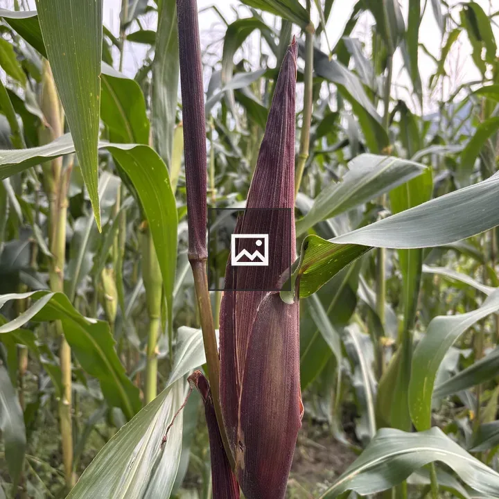 Close-up Purple-Husked Corn Cob