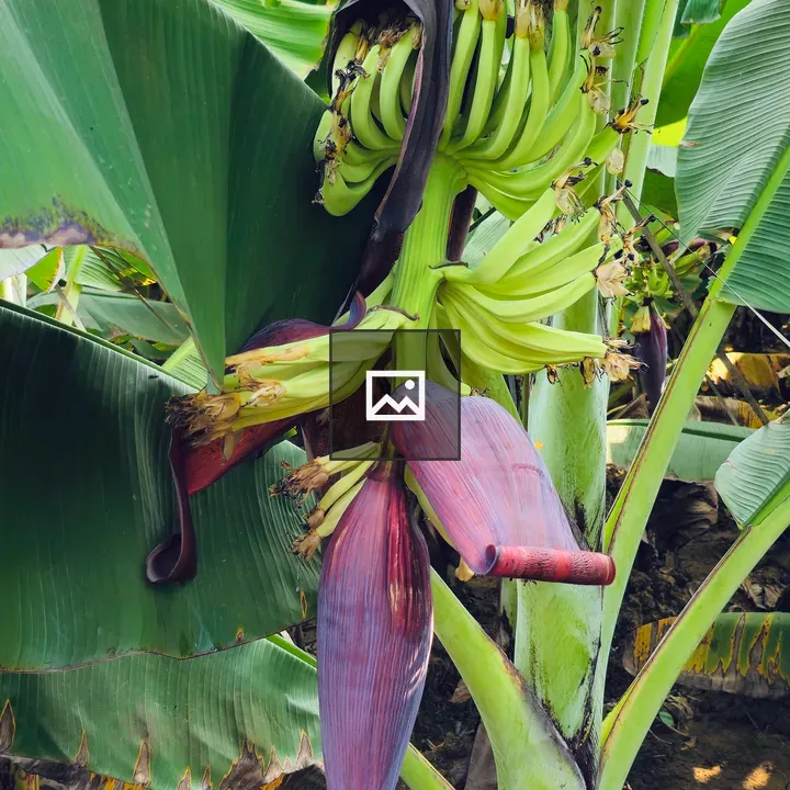 Young green bananas on plant