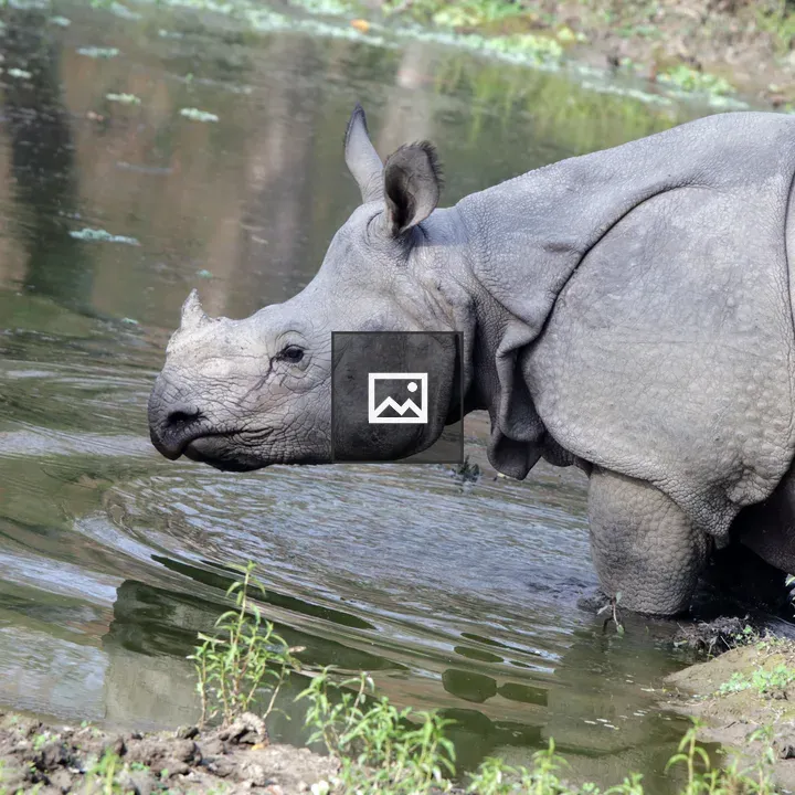 One Horn Rhino in Water