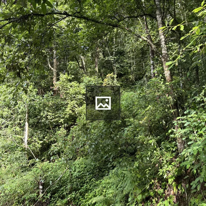 Dense forest foliage scene