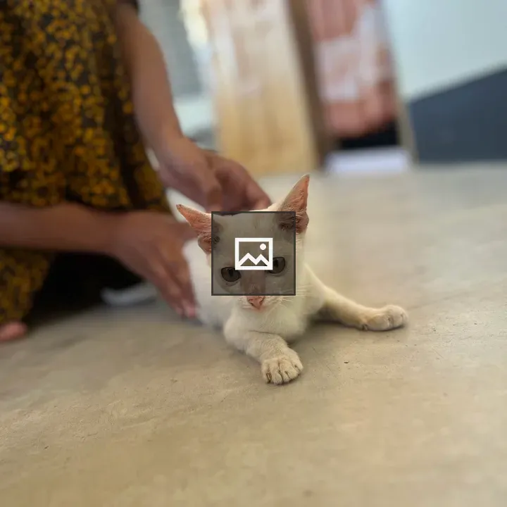 Cat held by hands close-up