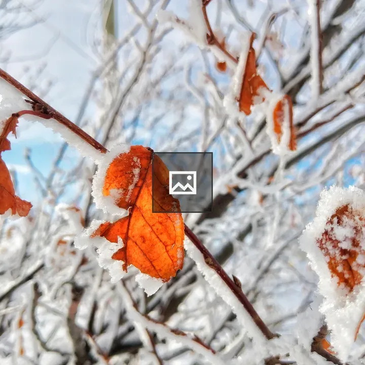 Frozen Leaves on Snowy Tree