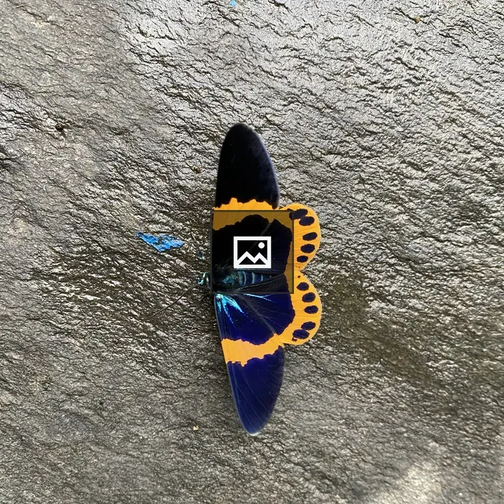 Butterfly on gray stone