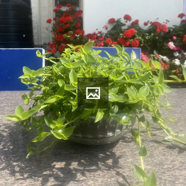 Lush green plant in a pot