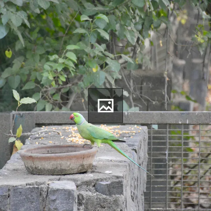 Rose-ringed Parakeet at Grain Bowl