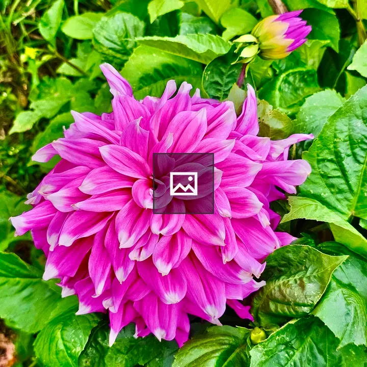 Rose Dahlia Flower