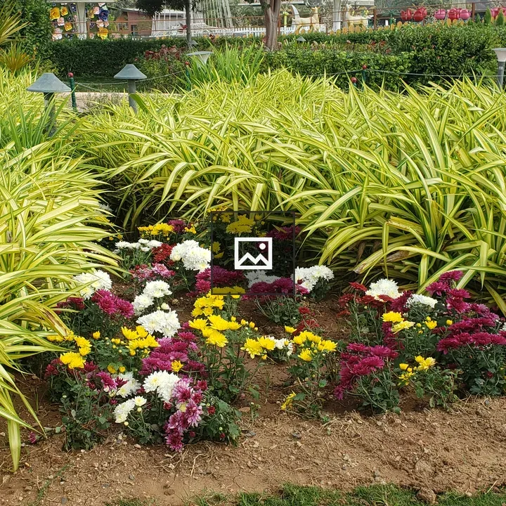 Chrysanthemums in Flower Bed