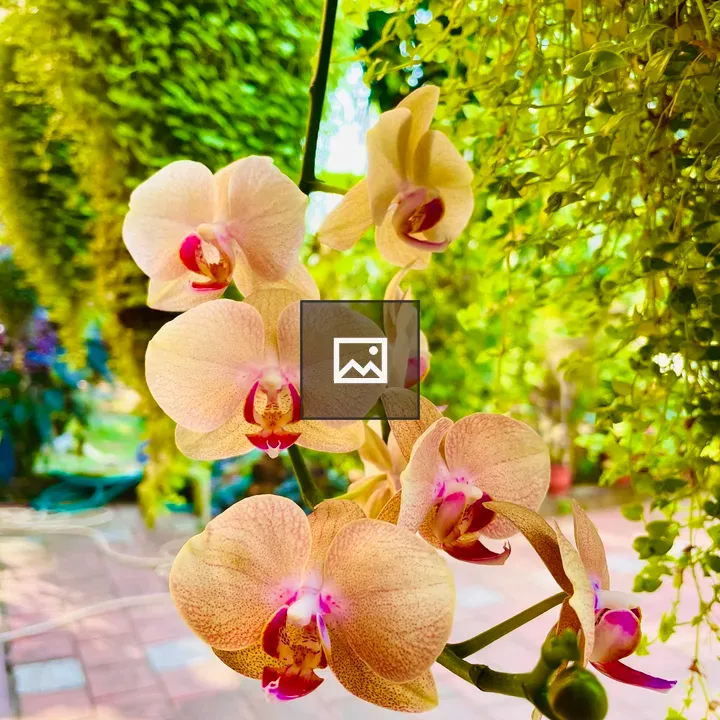 Moth Orchid Flower Closeup