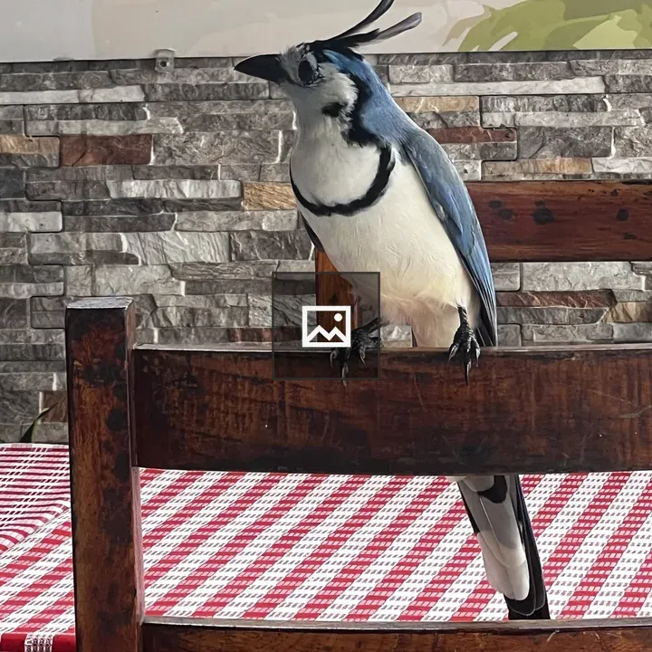 Blue Jay on Chair