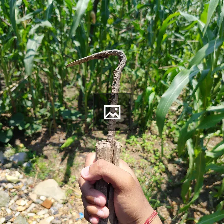 Handheld farming tool with corn in background