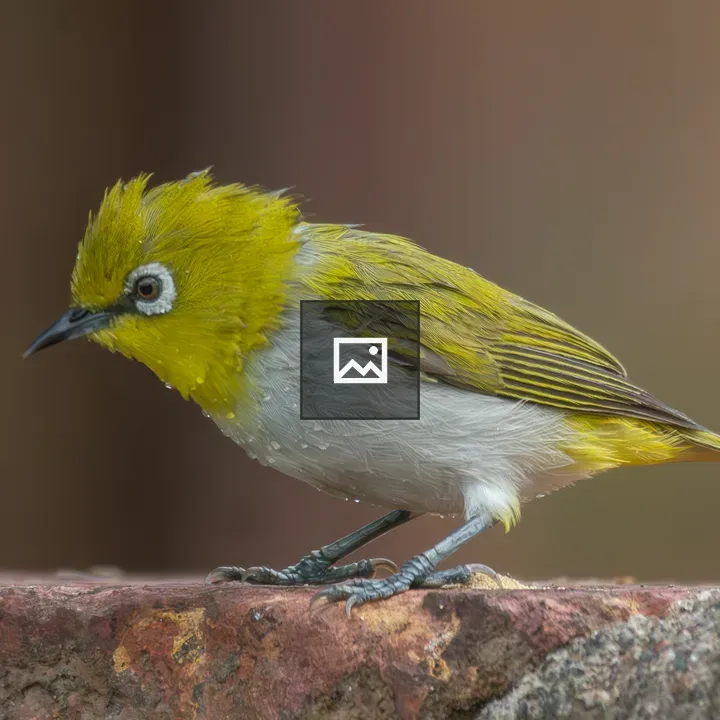 Oriental White Eye Bird on Stone