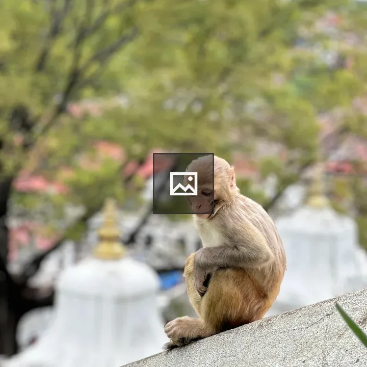 Monkey on temple stairs