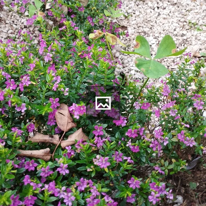 Small purple flowers on low shrub