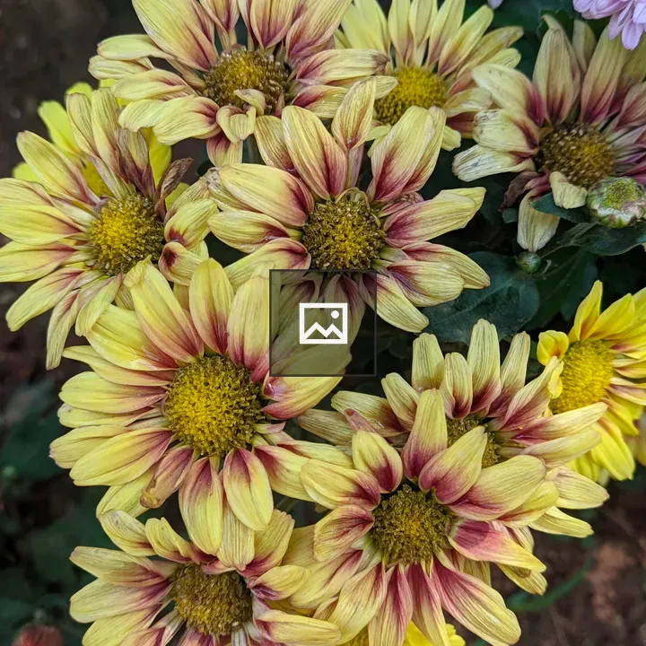 Bunch of yellow and purple flowers