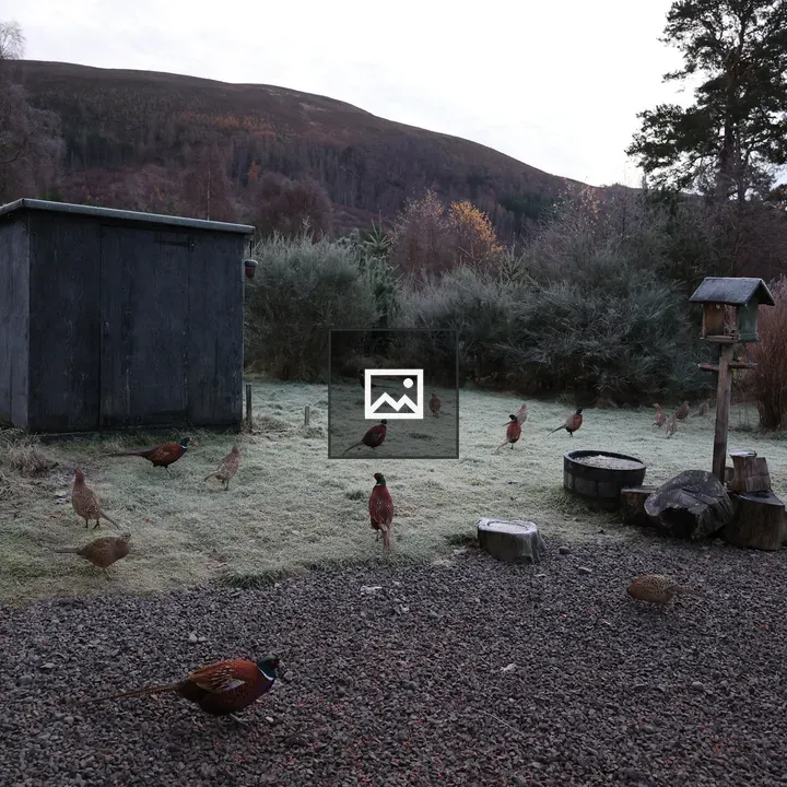 Pheasants on a frosty morning