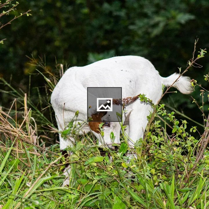 Goat Grazing in Green Field