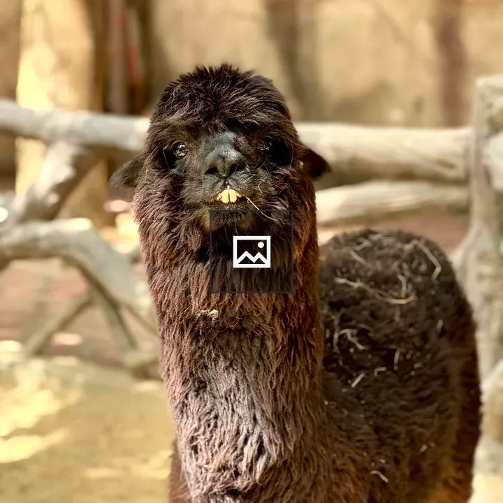 Alpaca Close-Up Portrait