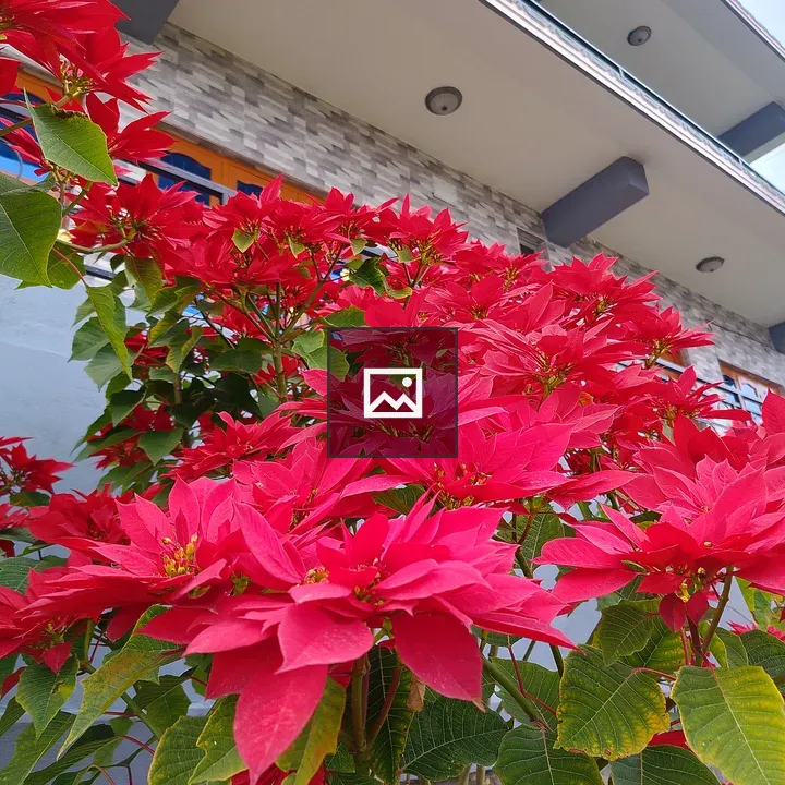 Poinsettia Flowers Display