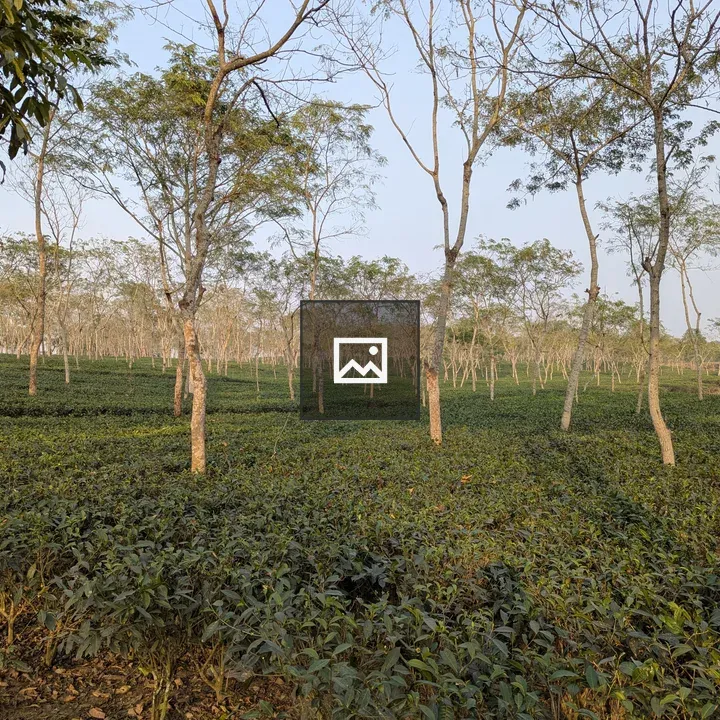 Tea Garden Rows in Sreemangal