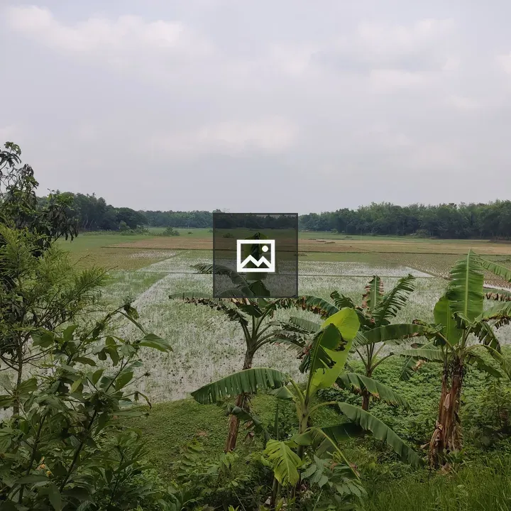 Crop field with water and banana trees