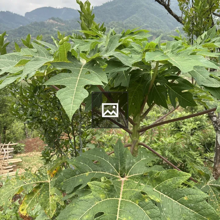 Green papaya plant close-up