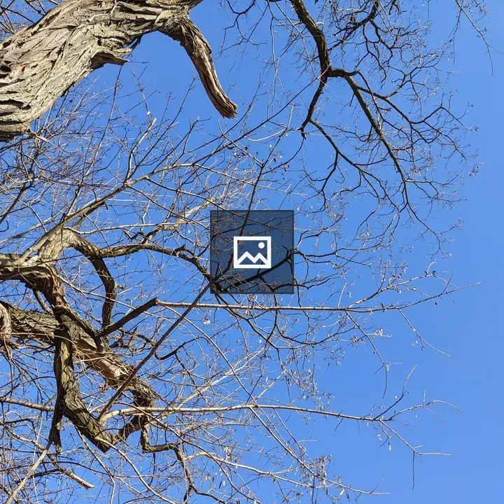 Leafless branches against blue sky