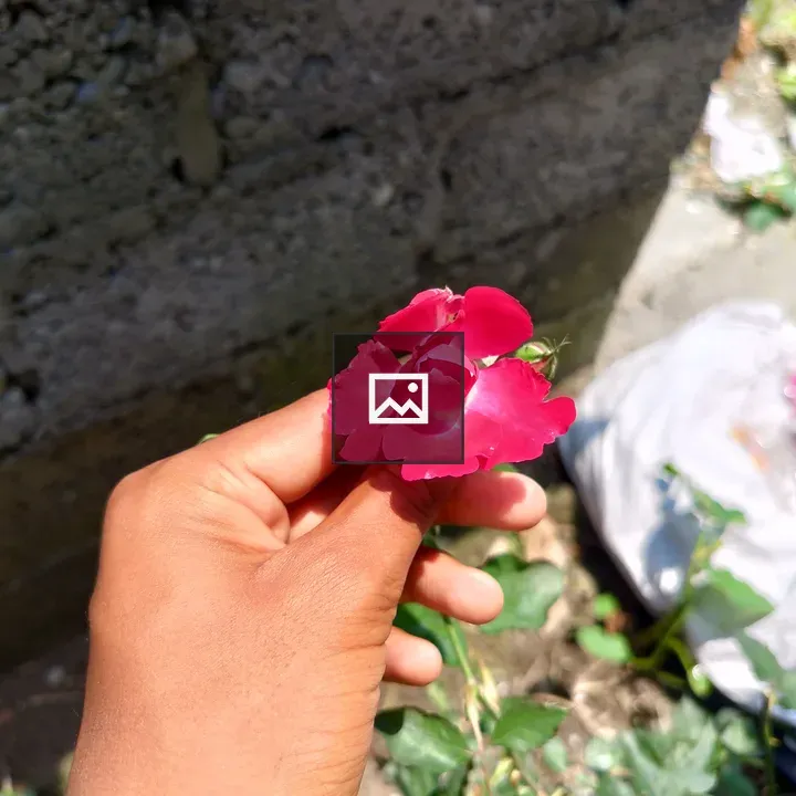 Hand holding pink flower close-up
