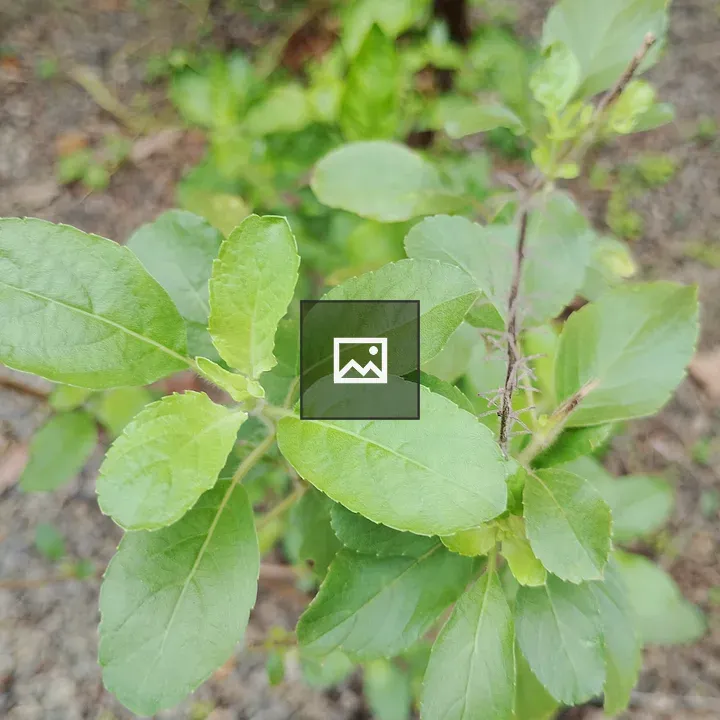 Tulsi plant close-up