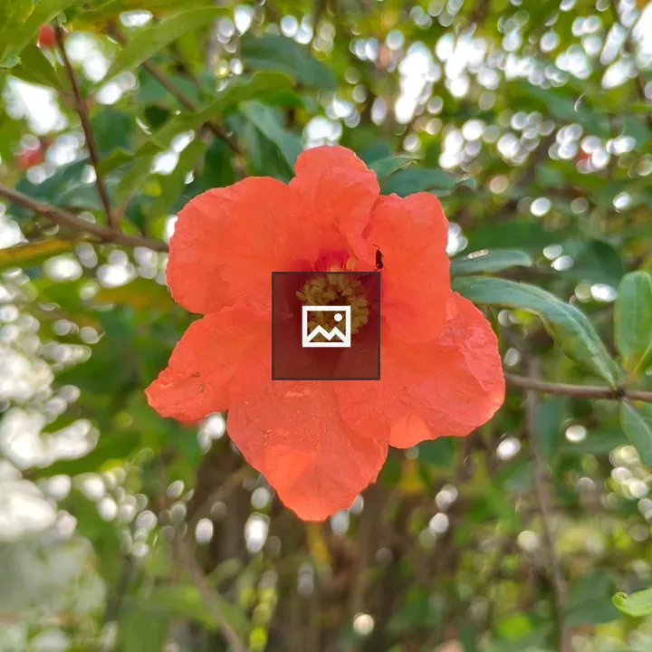 Pomegranate Flower