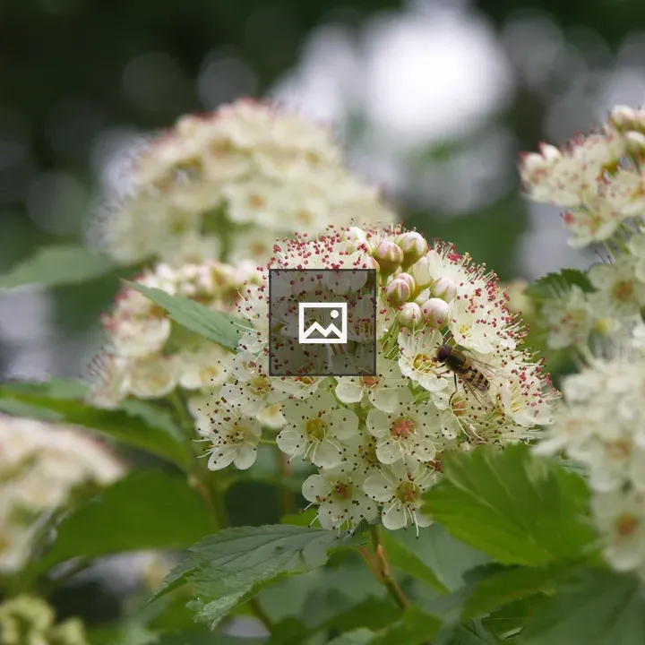 Physocarpus flower cluster with bee