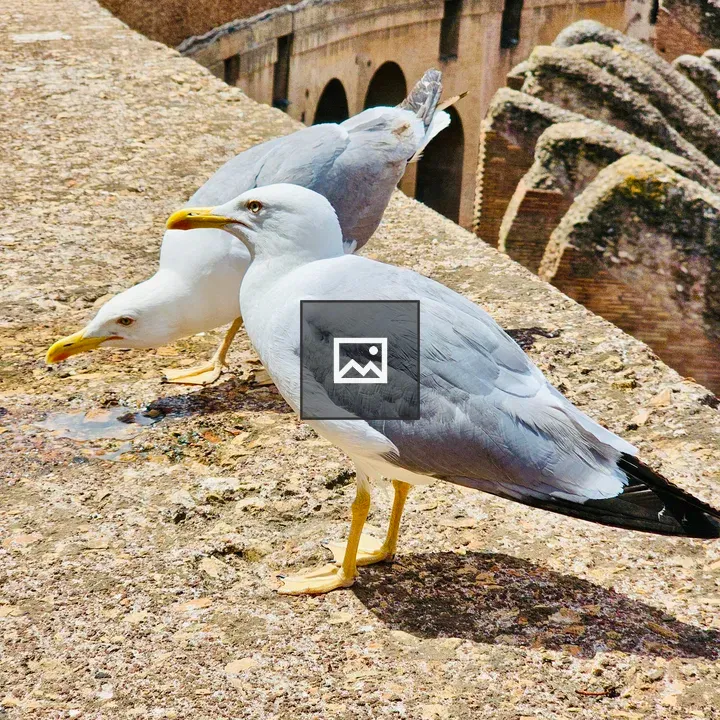 Two gulls on stone with Colosseum in background