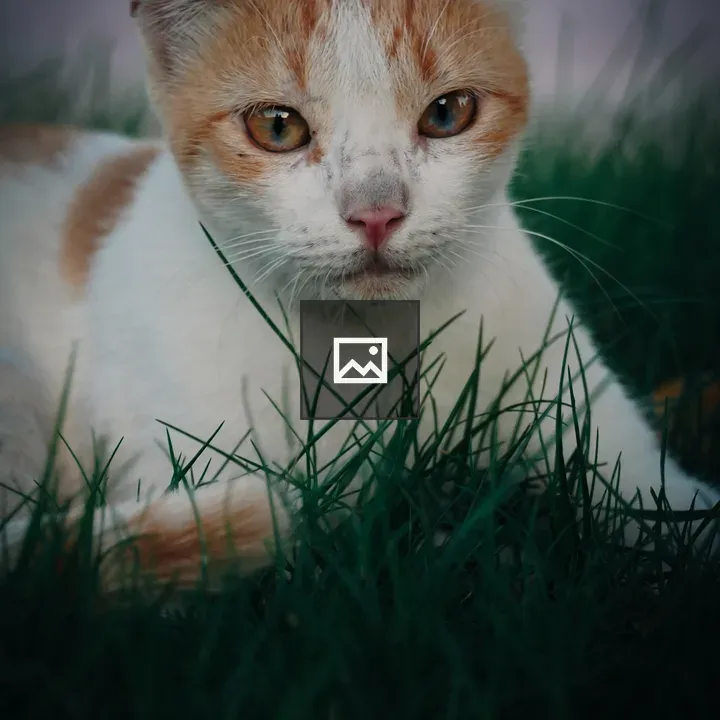Fluffy feline pose