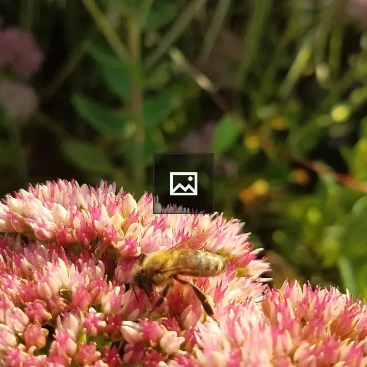 Honeybee on Sedum
