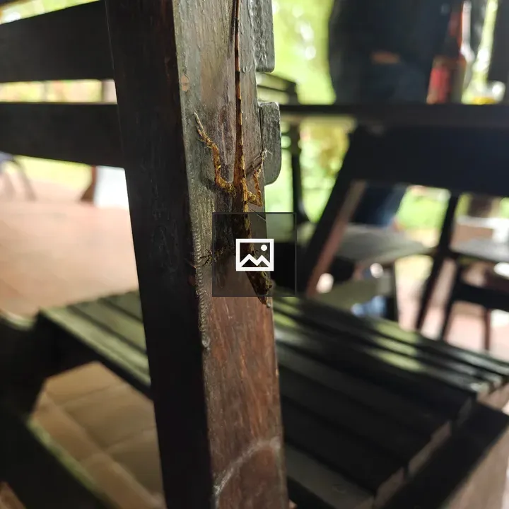 Small lizard on wood