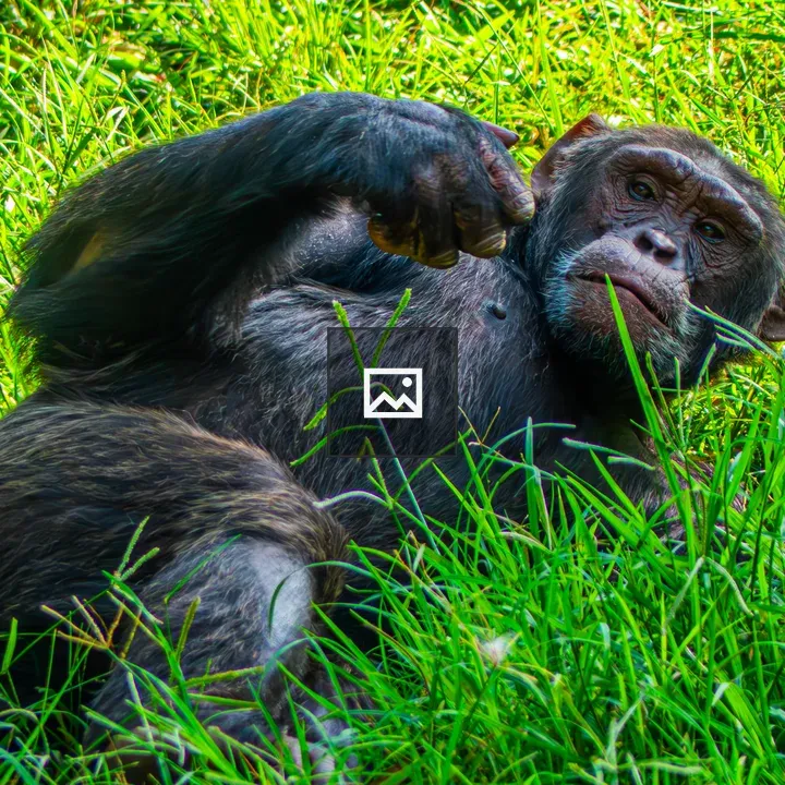 Chimpanzee in Grass