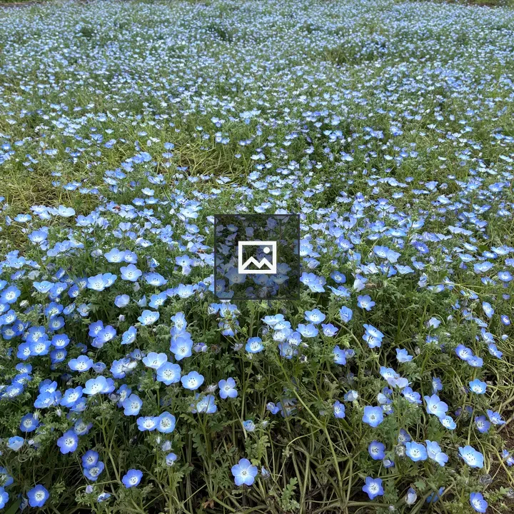 Nemophila field in bloom