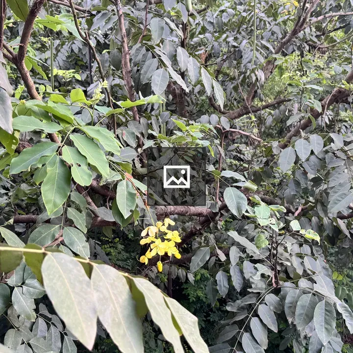 Yellow Flower Clusters in Forest Thicket
