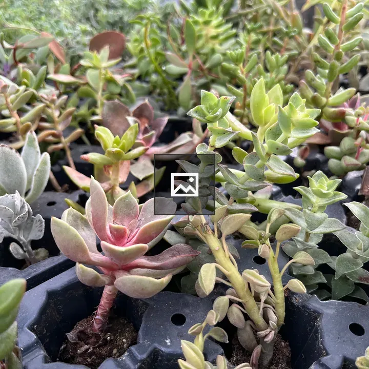 Small succulents in pots